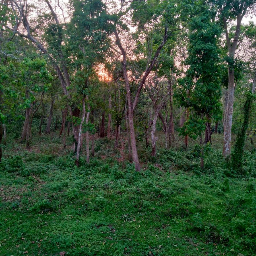 Hotel Tiger Tops Sauraha Kültér fotó