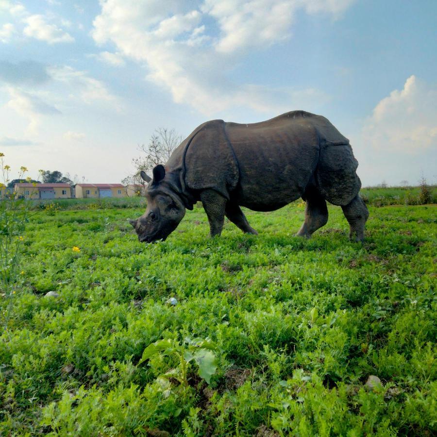 Hotel Tiger Tops Sauraha Kültér fotó
