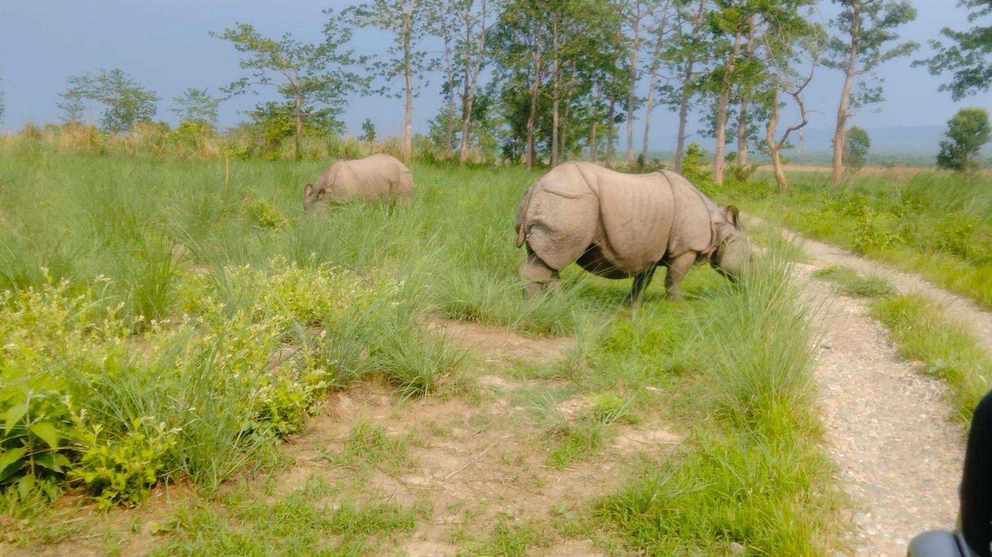 Hotel Tiger Tops Sauraha Kültér fotó