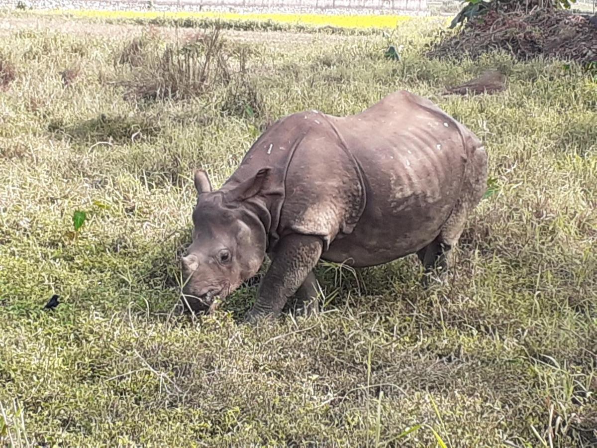 Hotel Tiger Tops Sauraha Kültér fotó
